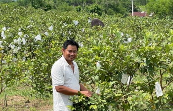 Thanh niên dân tộc Cơ Tu thành công với mô hình vườn cây ăn quả sạch