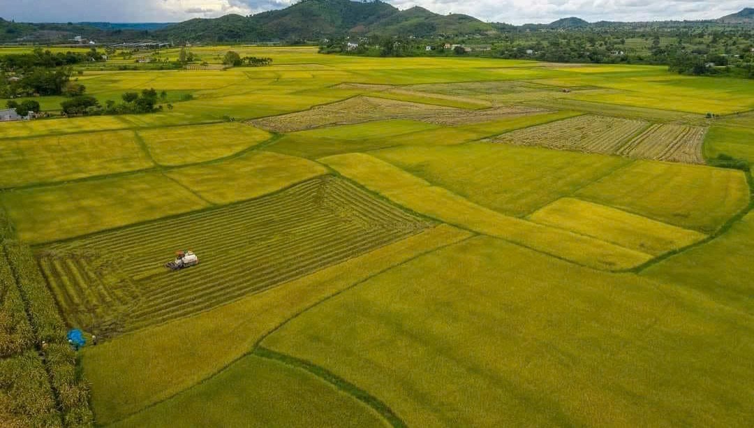 hanh trinh huu co va suc hut du lich canh nong tai canh dong lua buon choah