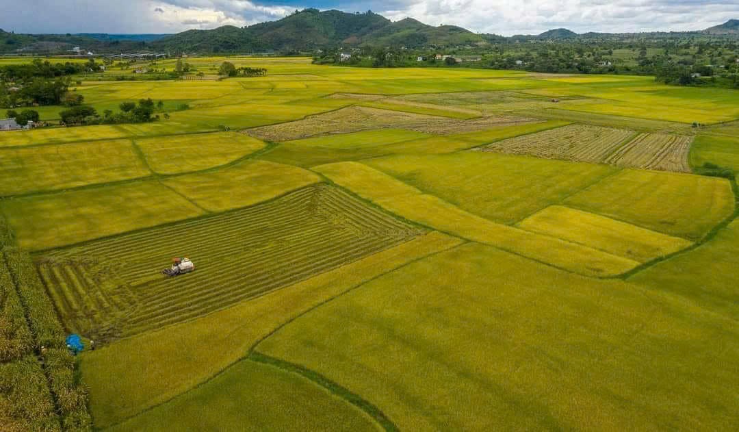 Hành trình hữu cơ và sức hút du lịch canh nông tại cánh đồng lúa Buôn Choáh