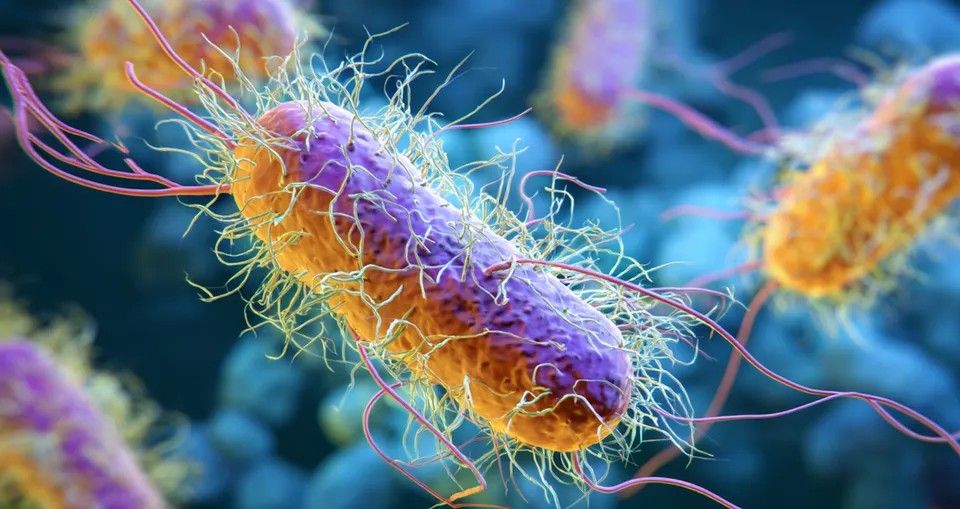 Biến đổi khí hậu có thể làm gia tăng tình trạng kháng kháng sinh ở vi khuẩn Salmonella