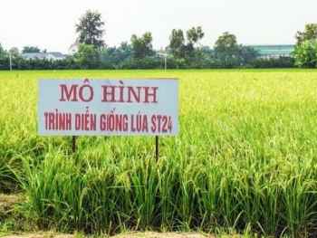 day manh chuyen giao ky thuat xay dung mo hinh tham canh lua st24 nang cao hieu qua san xuat