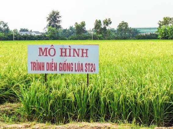 Đẩy mạnh chuyển giao kỹ thuật, xây dựng mô hình thâm canh lúa ST24 nâng cao hiệu quả sản xuất