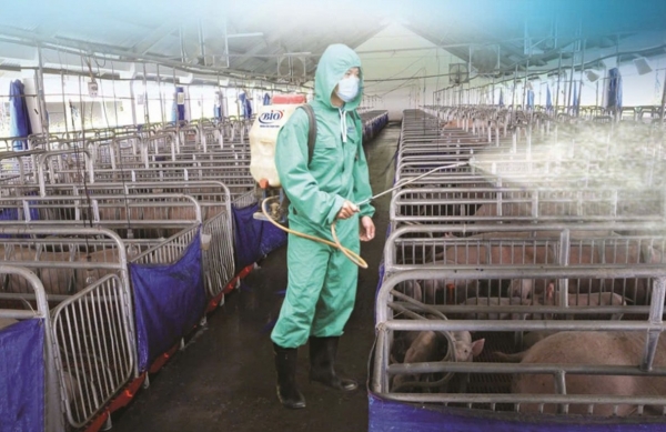 Quảng Ninh: Tăng cường các biện pháp an toàn sinh học trong chăn nuôi nông hộ