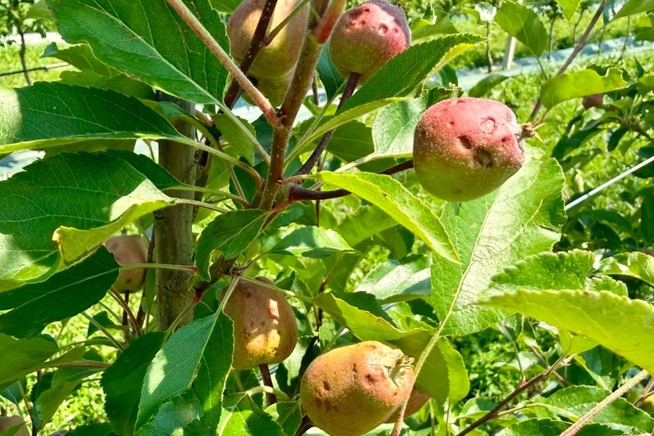 Ấn Độ: Mưa đá liên tiếp gây thiệt hại lớn cho vùng táo Kashmir