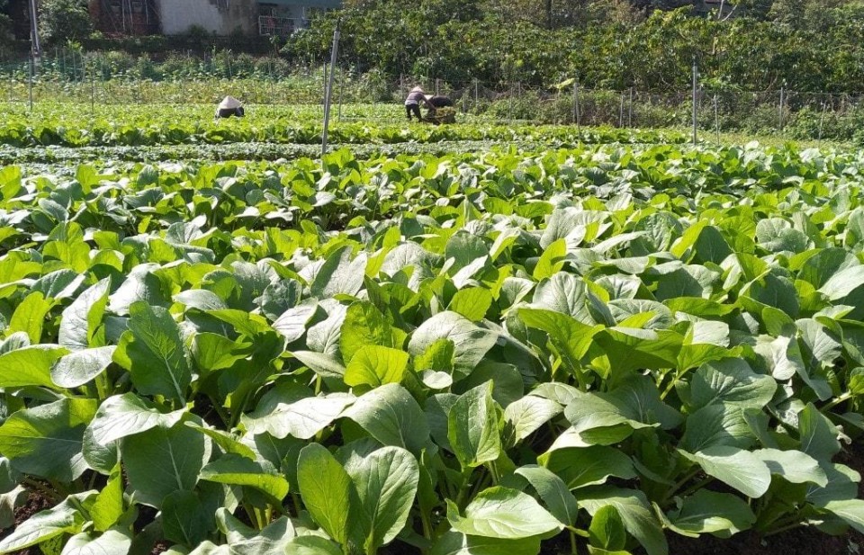 tai sao nguoi tieu dung con hoai nghi ve san pham nong san huu co