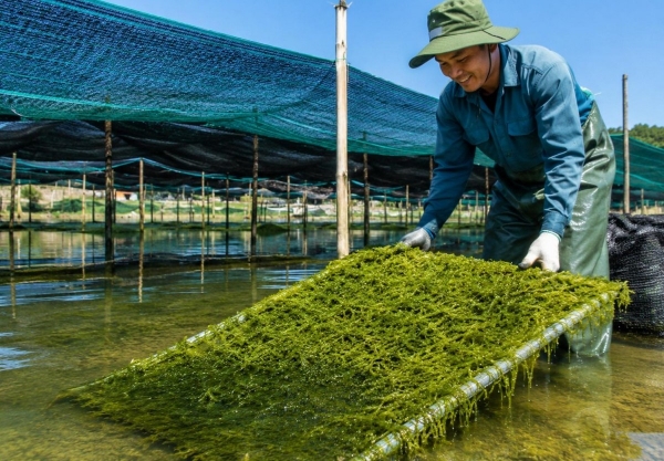 “Mỏ vàng xanh” cho nông nghiệp hữu cơ và kinh tế tuần hoàn ven biển