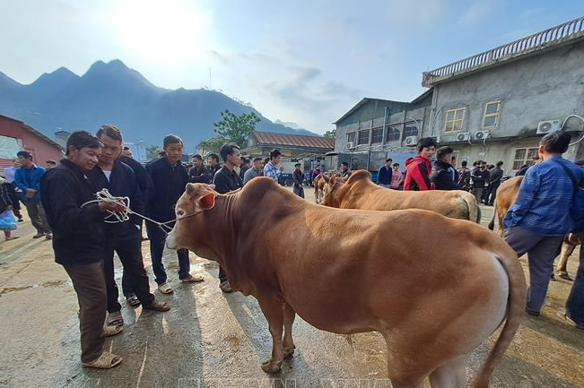 Chăn nuôi hữu cơ ở miền núi Việt Nam: Thực trạng và giải pháp phát triển