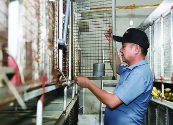Mô hình nuôi chồn hương đạt hiệu quả kinh tế cao ở Hà Tĩnh