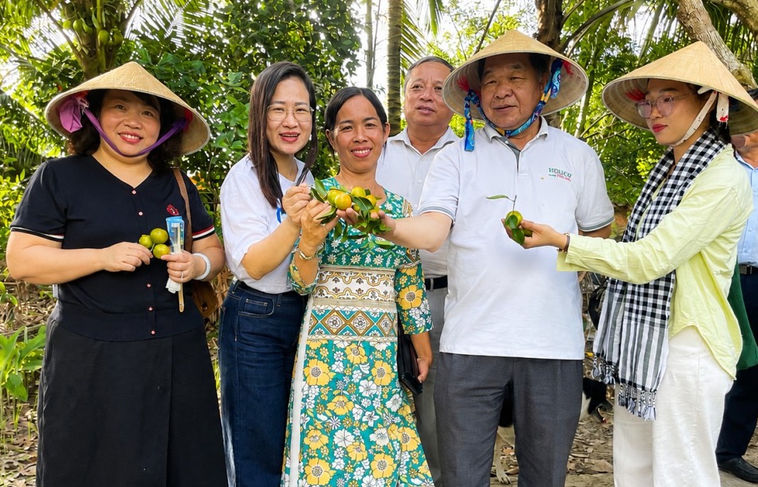 Đàn kiến vàng "kể chuyện" làm hữu cơ giữa vườn tắc Cần Thơ