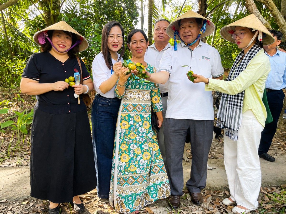 Đàn kiến vàng "kể chuyện" làm hữu cơ giữa vườn tắc Cần Thơ