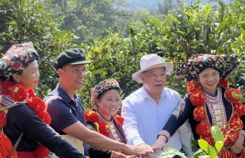 Bảo tồn giá trị chè Shan tuyết cổ thụ theo hướng kết hợp khoa học, phát triển hữu cơ