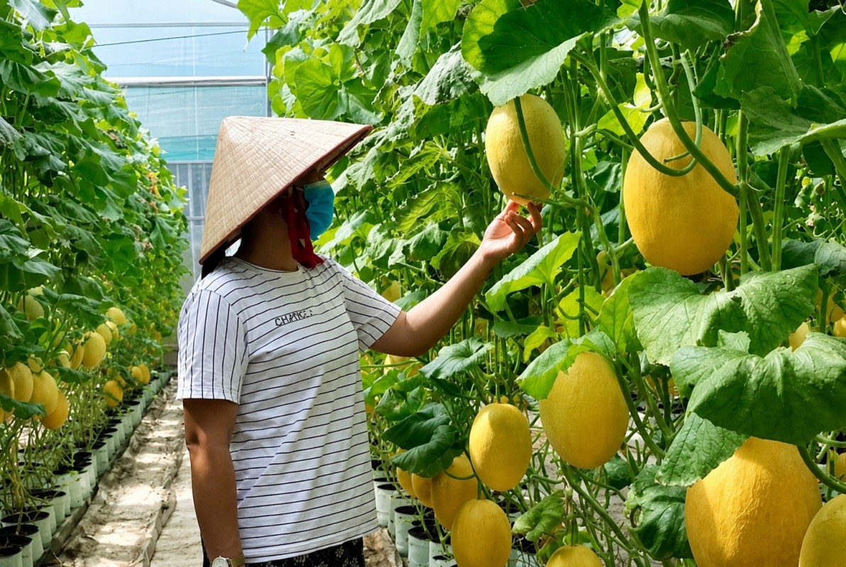 Mục tiêu tăng trưởng xanh, chuyển đổi số và phát triển nông nghiệp phát thải thấp