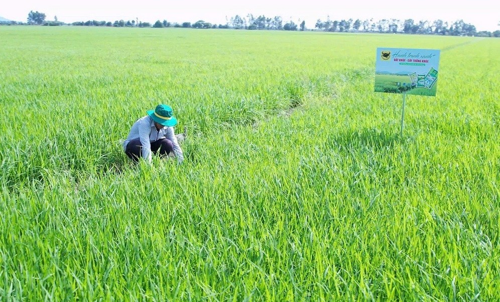 Phân bón Bình Điền đồng hành cùng chuyện người nông dân ‘đánh thức’ vùng đất phèn