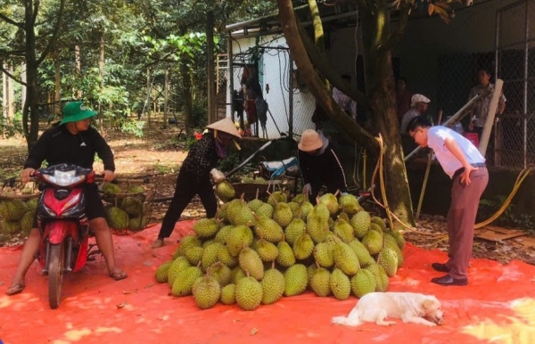 Sầu riêng Đắk Lắk trước nguy cơ "lỡ hẹn" xuất khẩu do chưa có mã số vùng trồng