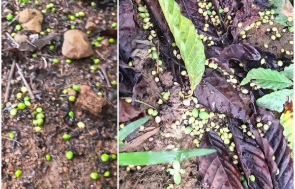 Giảm rụng trái cà phê bằng giải pháp hữu cơ