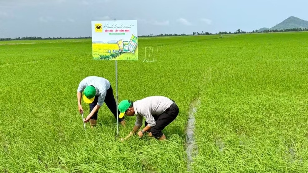 Cải tạo đất phèn từ đầu vụ, nông dân An Giang hướng tới sản xuất lúa bền vững