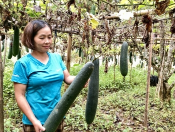 Nữ cán bộ Hội truyền lửa phong trào nông dân sản xuất giỏi
