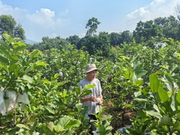 Quảng Ninh: Đặc sắc giống Ổi lê Đài Loan trên địa bàn phường Yên Tử