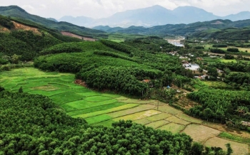 Chuyển từ trồng keo chu kỳ ngắn sang phát triển rừng gỗ lớn: Hướng đi mới cho lâm nghiệp Đà Nẵng