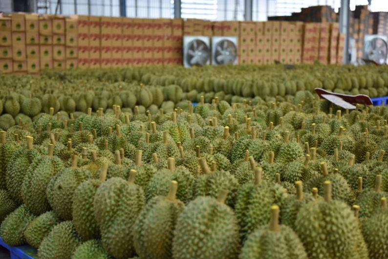 Đường sắt lạnh kéo giá sầu riêng tại Trung Quốc xuống thấp