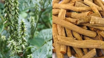 Sở Y tế tỉnh Đắk Lắk thông báo thu hồi thuốc cổ truyền Ngưu tất chích rượu