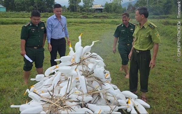 Xã Chân Mây - Lăng Cô ra quân ngăn chặn tình trạng bẫy, bắt chim trời