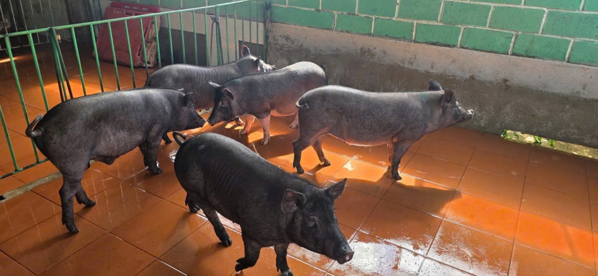 Heo đen Dakka – bước tiến mới của nông nghiệp Tây Nguyên, nâng tầm đặc sản tỉnh Đắk Lắk