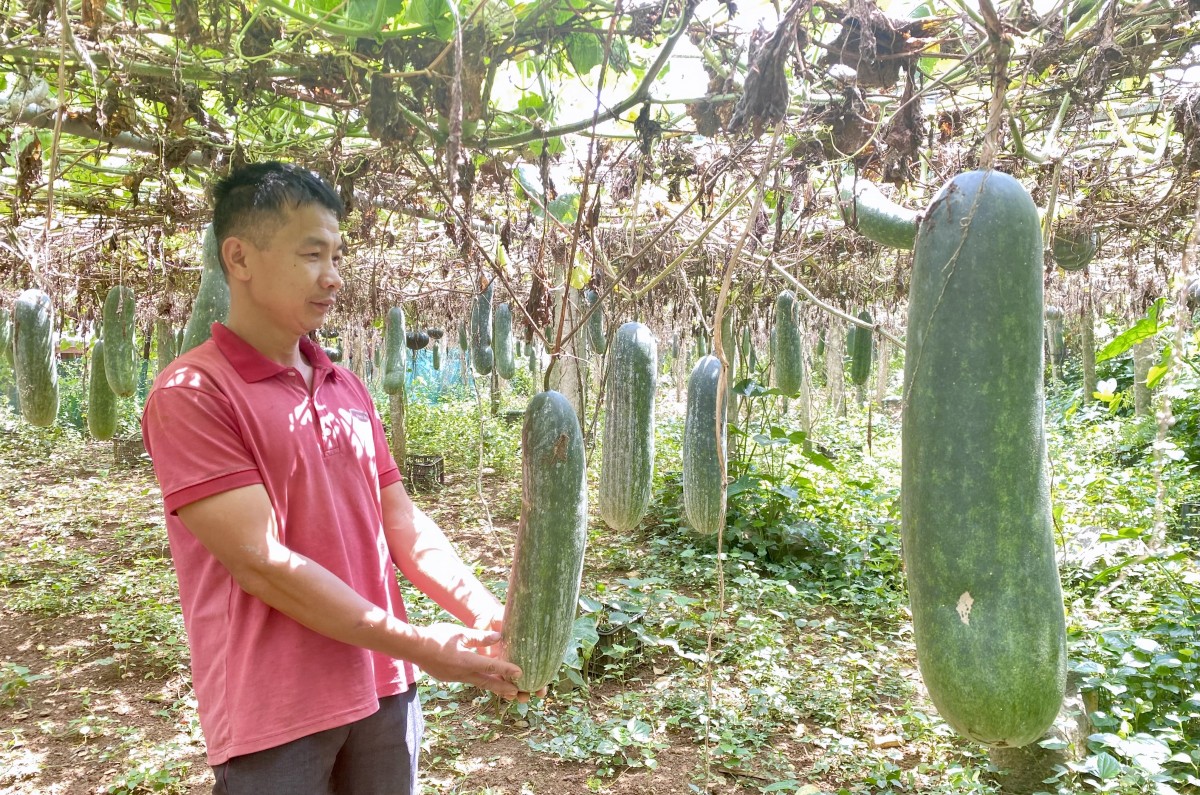 Hiệu quả từ chuyển đổi cây trồng ở vùng quê “đất không nghỉ, bốn mùa xanh”
