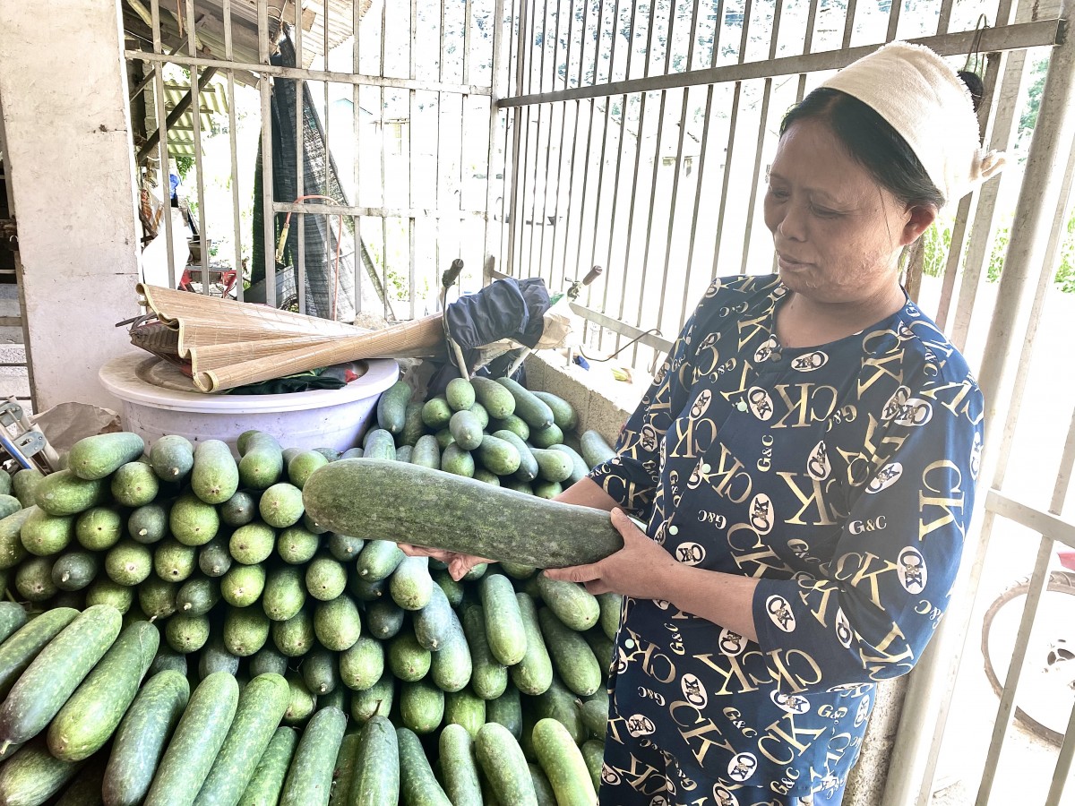 Hiệu quả từ chuyển đổi cây trồng ở vùng quê “đất không nghỉ, bốn mùa xanh”