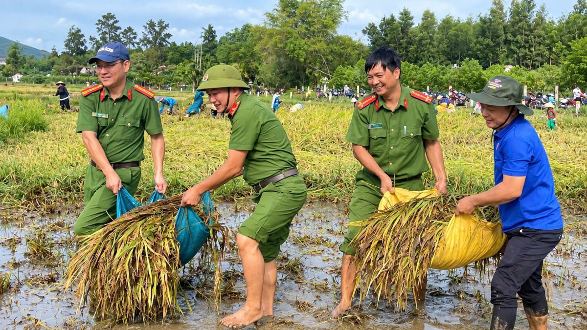 Mưa lớn quật ngã lúa, cả xã lội bùn 