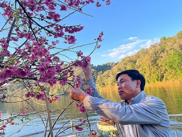 Nét đẹp hoa anh đào Mường Phăng sẵn sàng đón du khách dịp Tết 2027
