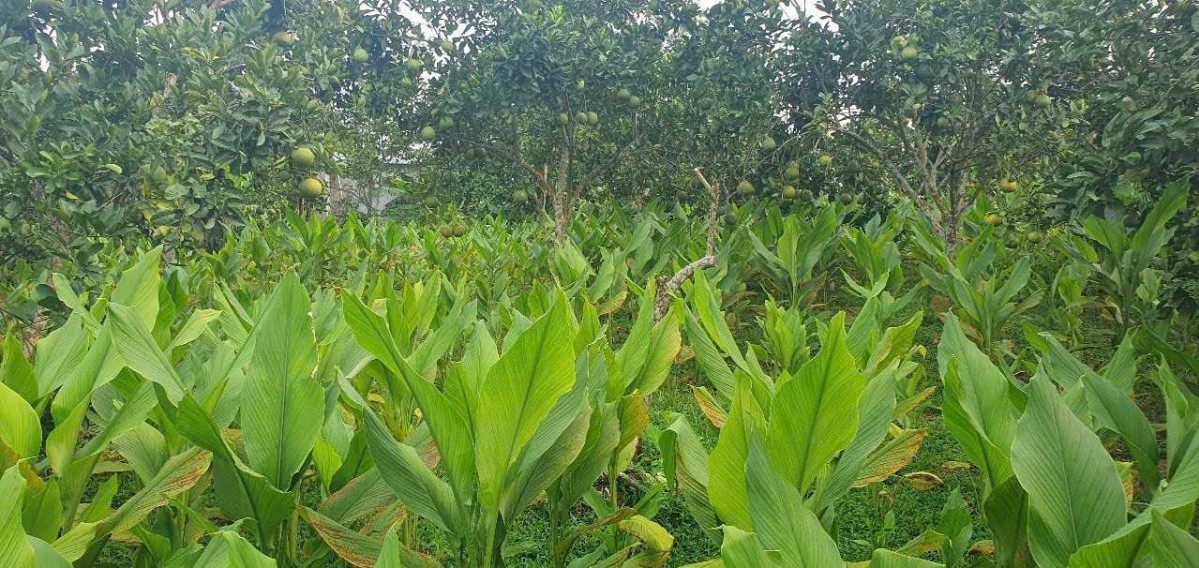 Nông dân Phùn Văn Hòa đoạt giải tại cuộc thi “Sáng tạo Kỹ thuật Nhà nông toàn quốc”