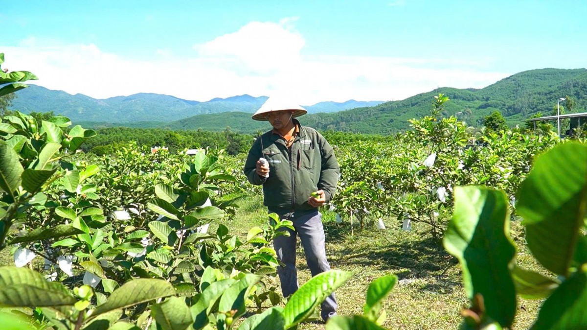 Vùng đồi keo “lột xác” nhờ chuyển hướng trồng ổi ứng dụng công nghệ cao