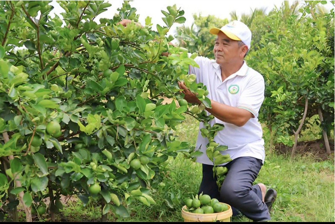 Từ quả chanh đến chuỗi giá trị tuần hoàn