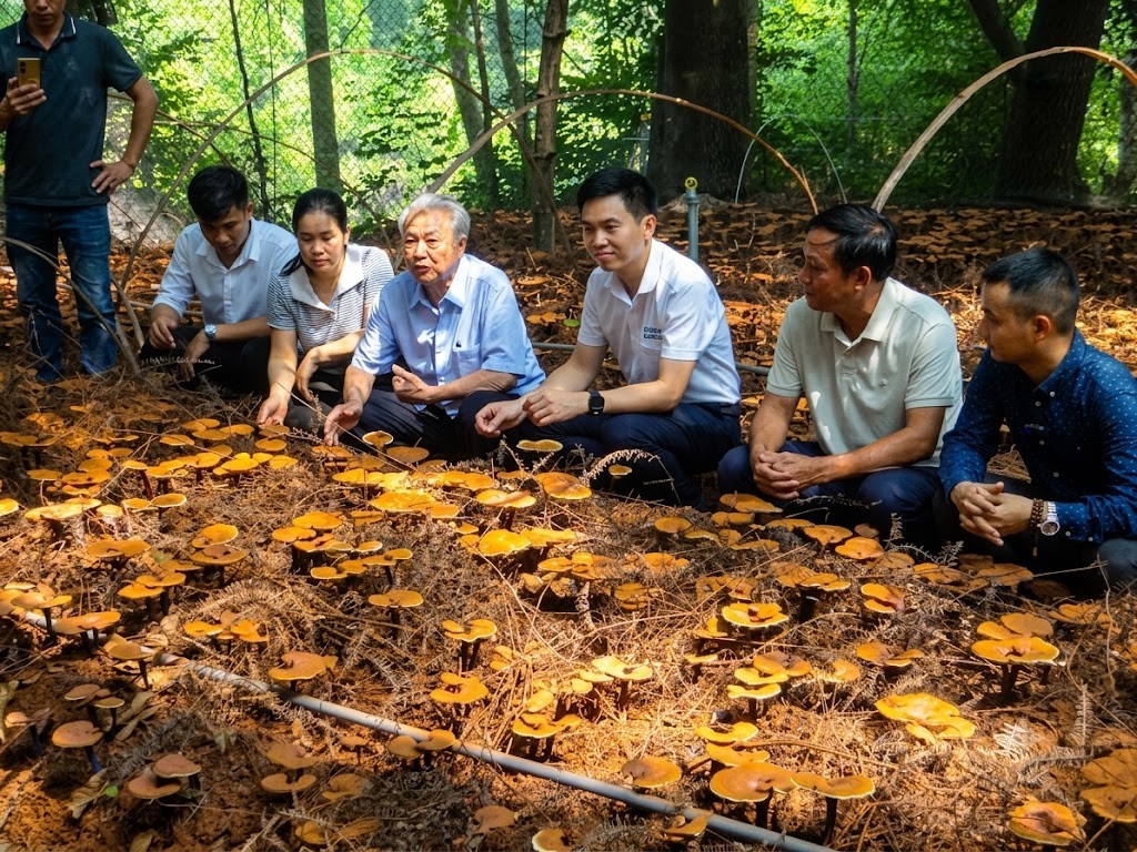 Bắc Ninh quan tâm phát triển hai sản phẩm OCOP đặc hữu: Sâm Núi Dành và nấm lim xanh