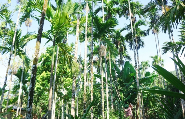 Đà Nẵng: Xã Tiên Phước mở hướng nâng giá trị cây cau bằng chuyển đổi số