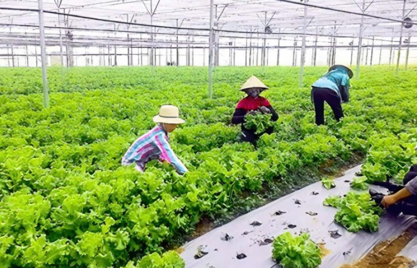 gia lai phat trien cong nghiep sinh hoc huong toi nong nghiep xanh tuan hoan ben vung