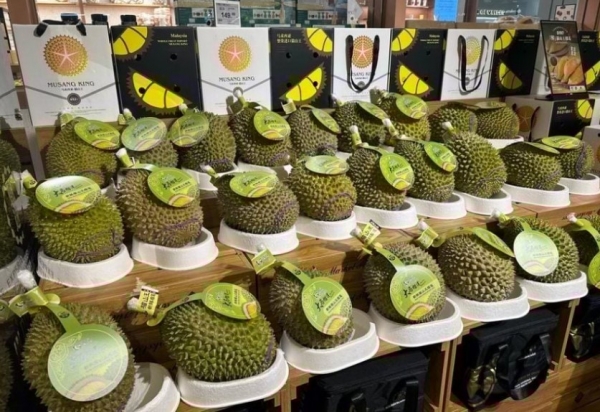 Malaysia tăng tốc giành thị phần sầu riêng tại Trung Quốc, thách thức vị thế của Thái Lan