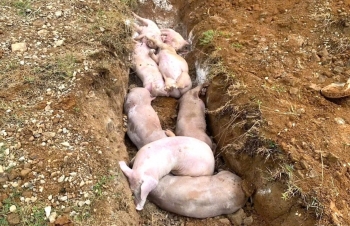 Nghệ An ban hành công điện khẩn chỉ đạo, chấn chỉnh công tác phòng chống bệnh Dịch tả lợn châu Phi