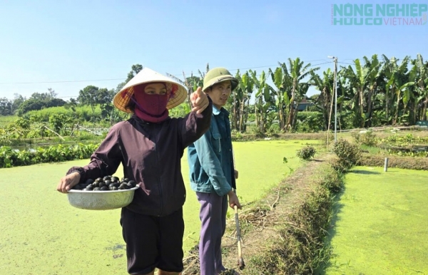 Thu nhập hàng trăm triệu đồng từ hiệu quả mô hình nuôi ốc của người đàn ông xứ Nghệ