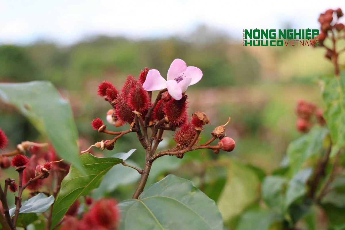 Mùa hoa cà ri tím biếc, khoe sắc trên vùng đất biên giới