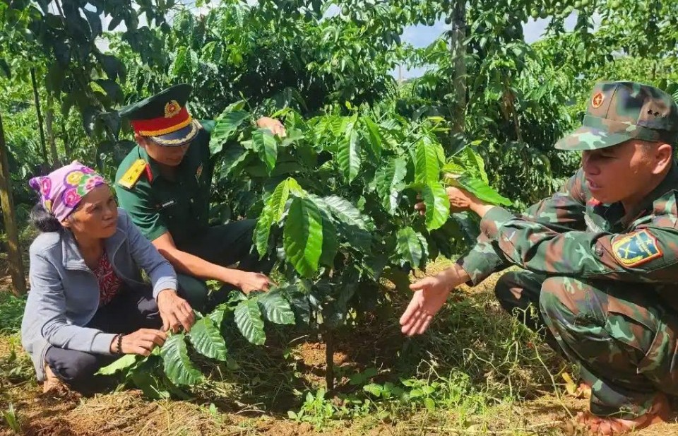 dak lak phat trien vung ca phe huu co theo tieu chuan my va chau au huong den xuat khau