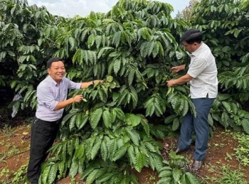 Xã Quảng Trực phát huy lợi thế nông nghiệp, cửa khẩu để phát triển kinh tế vùng biên
