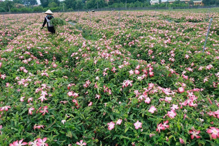 Lâm Đồng phát triển vùng trồng Sâm Việt Nam, hướng đến sản xuất công nghệ cao