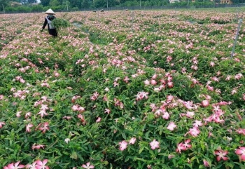 Lâm Đồng phát triển vùng trồng Sâm Việt Nam, hướng đến sản xuất công nghệ cao