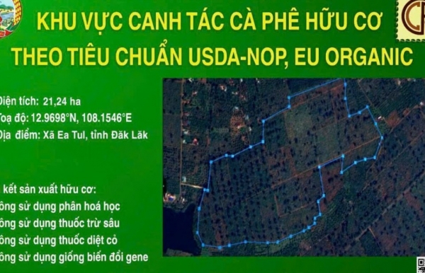 Công ty Cà phê 15 phát triển 21,24 ha cà phê hữu cơ đạt chuẩn Mỹ và châu Âu tại Đắk Lắk