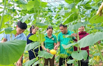 Từ nhà màng đến khát vọng nông nghiệp xanh ở xã Thái Bình
