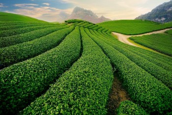 Festival Trà Quốc tế - Thái Nguyên 2026: Đưa hương trà Việt vươn tầm thế giới