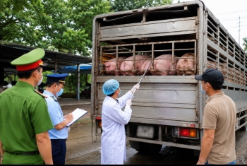 TP.HCM siết quản lý chăn nuôi, phòng chống dịch bệnh động vật