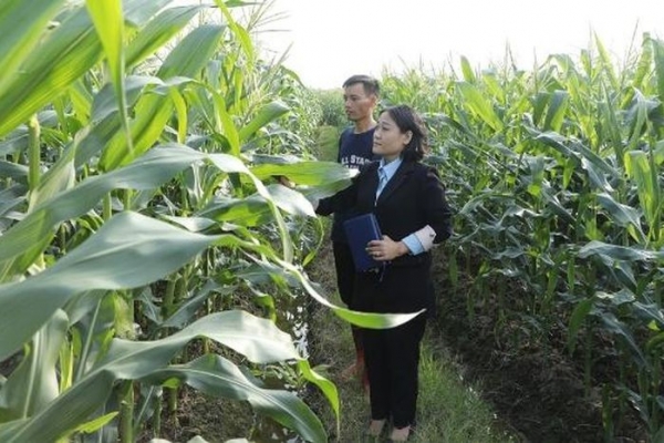 Chú trọng liên kết, nâng giá trị cây vụ đông